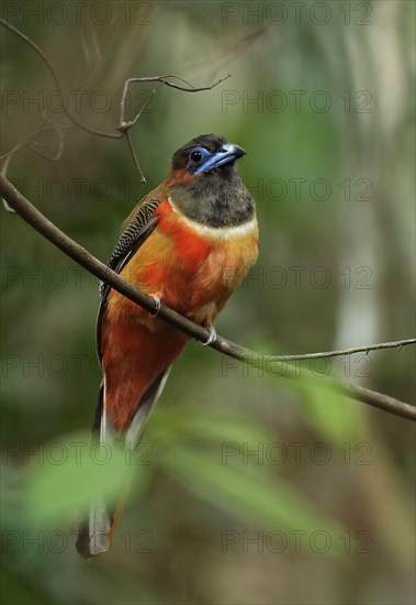 Red-naped Trogon