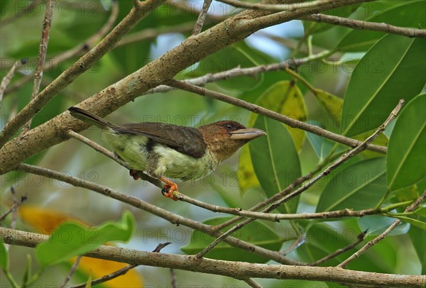 Brown Barbet