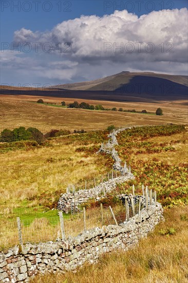 Wire top dry stone wall in upland habitat