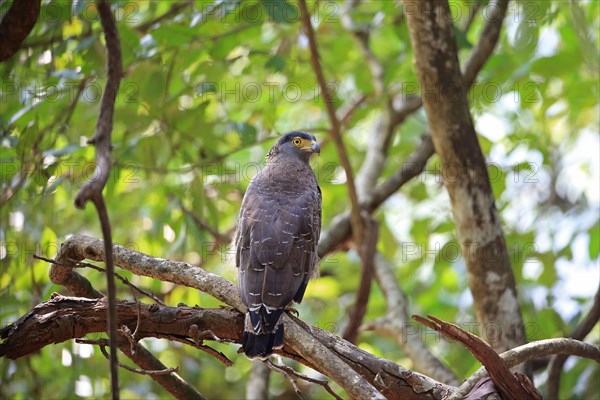 Crested Serpent-eagle