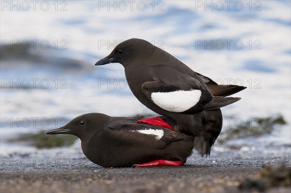 Black guillemot