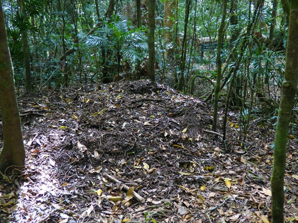 Australian Brush-turkey