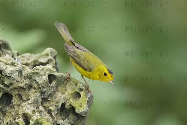 Wilson's Warbler