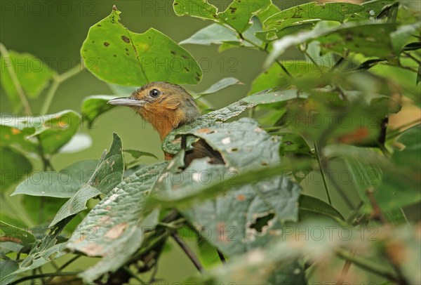 Adult dust antbird