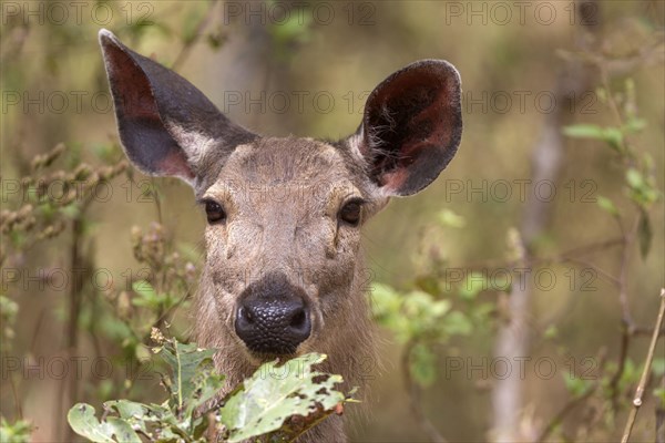 Sambar