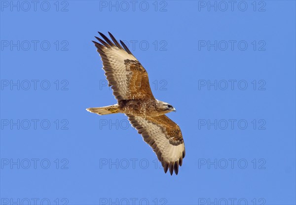 Steppe Buzzard