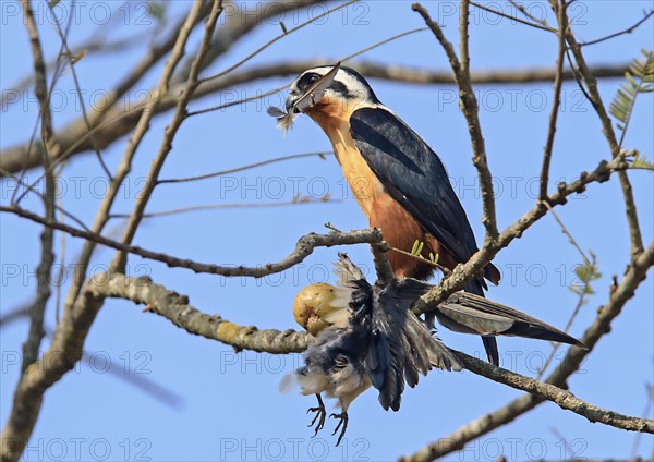 Collared falconet