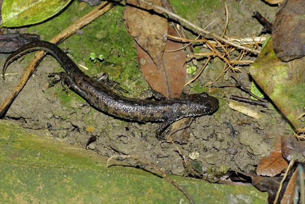 Great Crested Newt