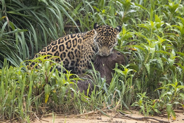 South american jaguar