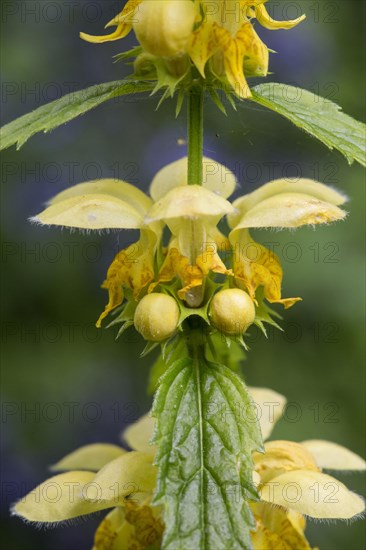 Yellow Archangel