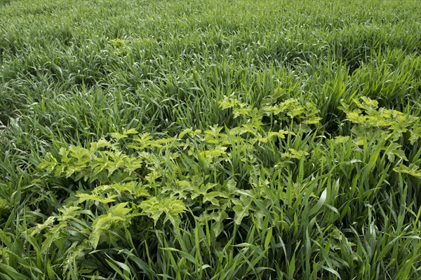 Hogweed