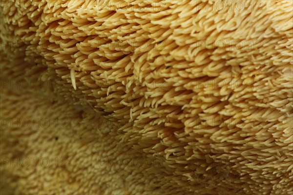 Detail of the underside with spines of the hedgehog mushroom