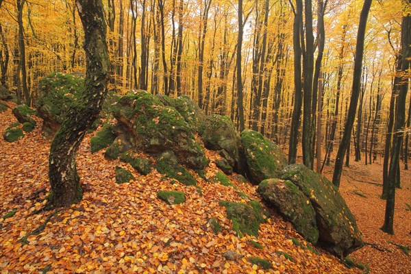 Autumn forest with rock formation