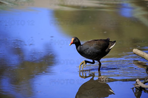 Dusky moorhen