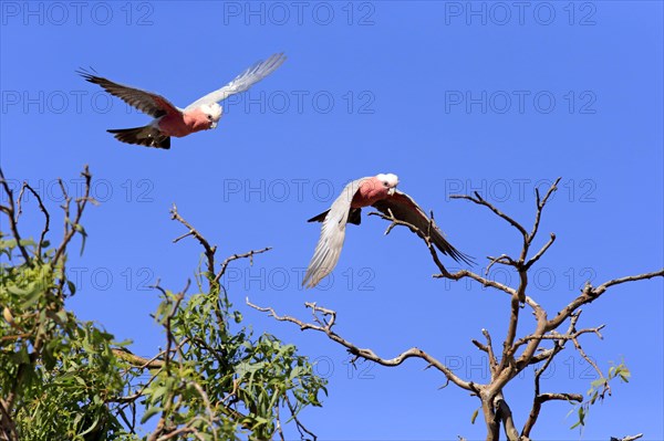 Pink Cockatoo