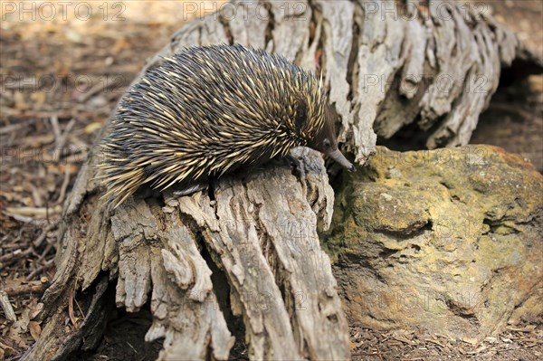 Short-beaked Echidna