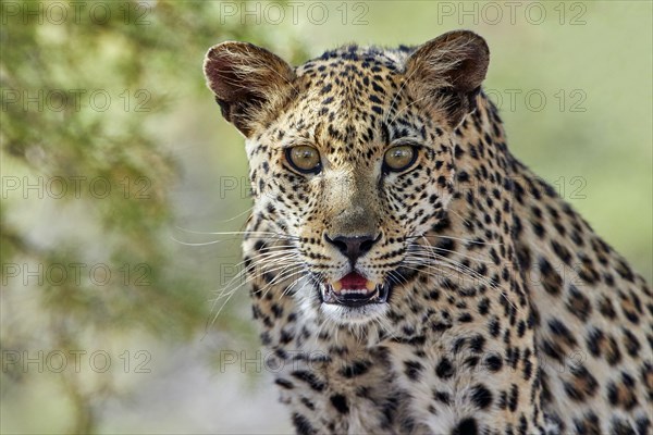 African leopard