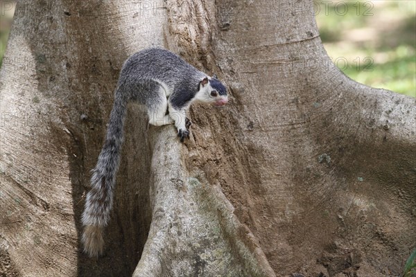 Adult Grizzled Giant grizzled giant squirrel