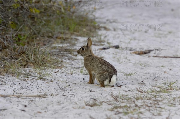 Florida cottontail rabbit