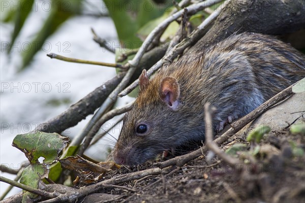 Brown brown rat