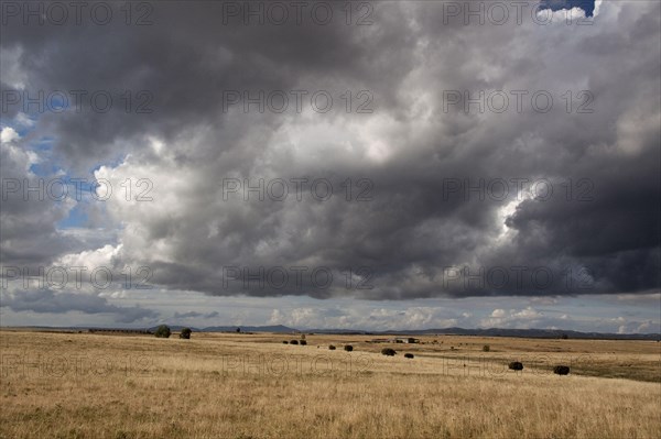 The steppes of Belen in Extremadura and a great place for birdwatching and home to the Great Bustard