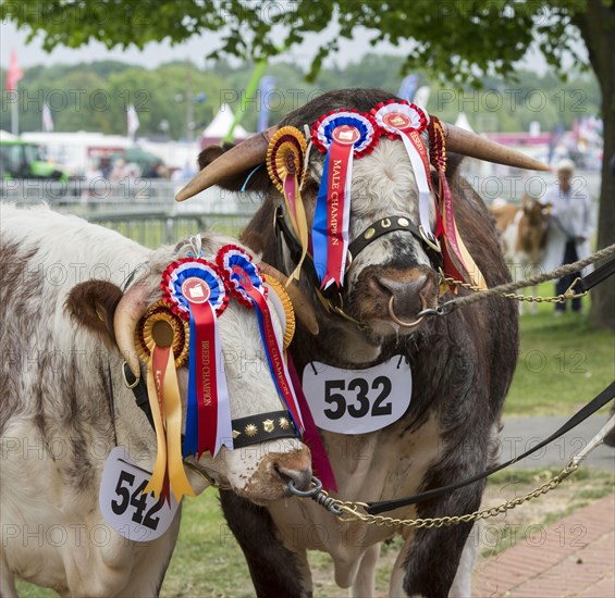 English Longhorn