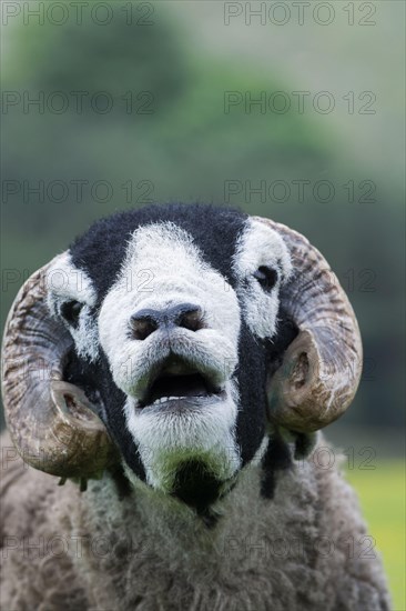 Swaledale sheep