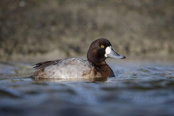 Greater Scaup