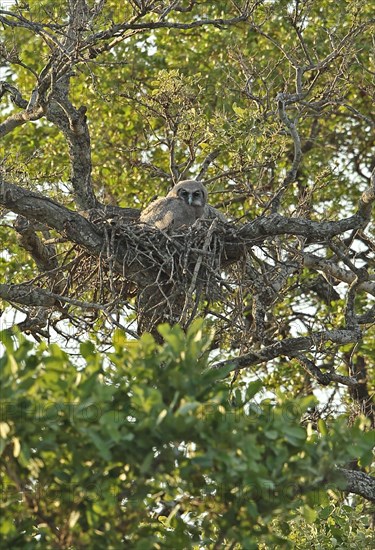 Verreaux's verreaux's eagle-owl