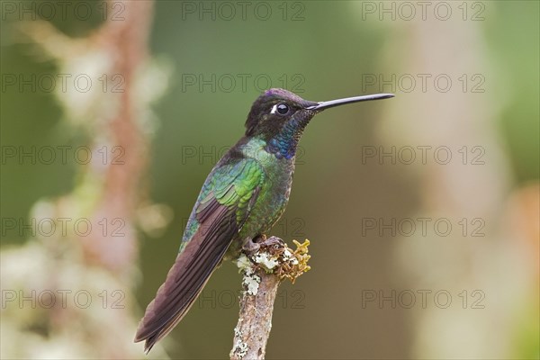 Magnificent Hummingbird