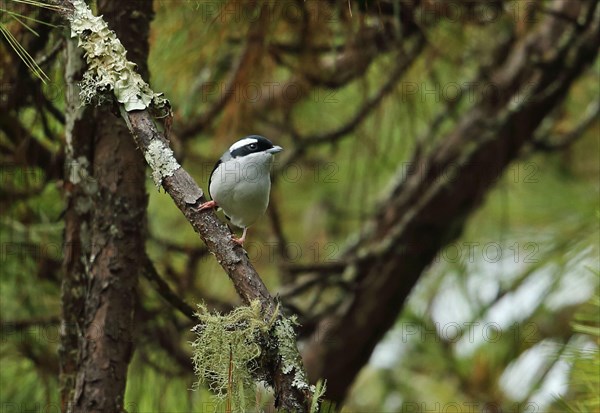 Blyth's Shrike-babbler