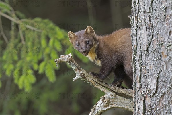 Pine Marten