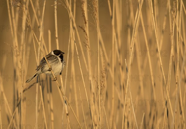 Common reed bunting