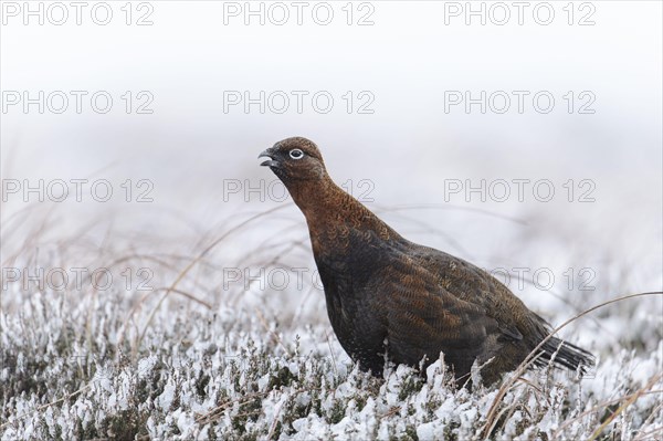 Red Grouse