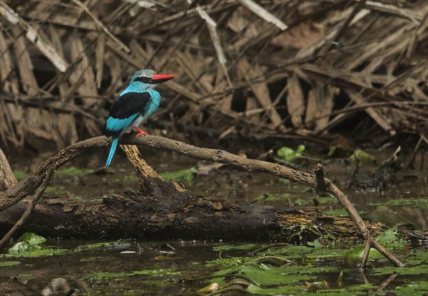 Adult Blue-breasted Kingfisher