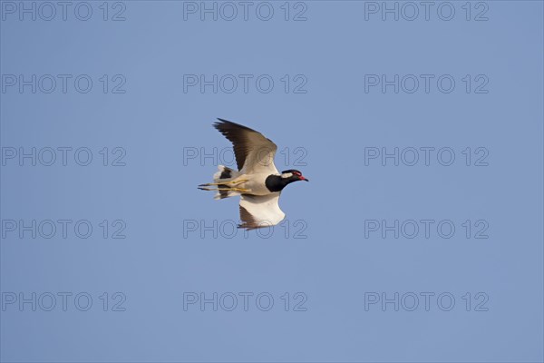 Red-wattled Lapwing