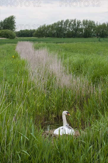 Mute Swan