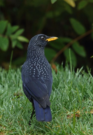 Blue whistling thrush