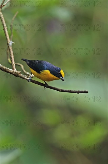 Thick-billed Euphonia