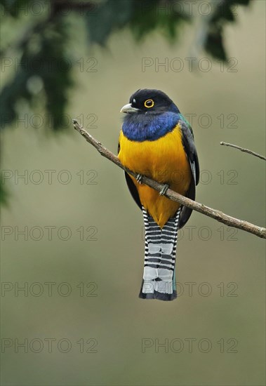 Trogon violaceus caligatus