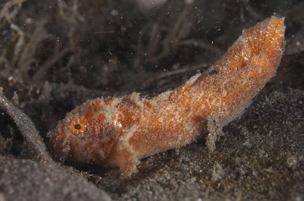 Velvetfish