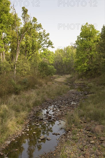 View of river and forest habitat