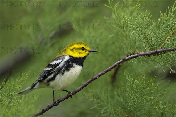 Black-throated Green Warbler