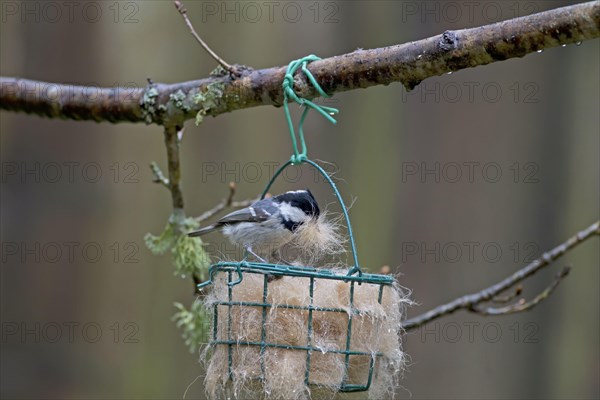 Coal Tit