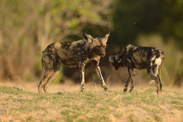 African Wild Dog