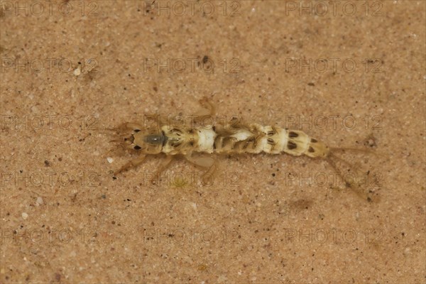 Common Burrower Mayfly