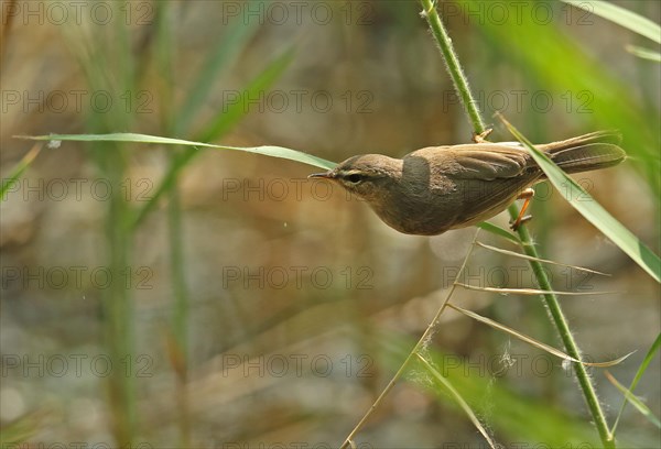 Dusky Warbler