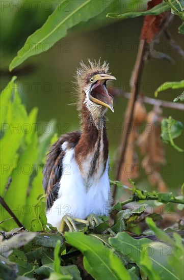 Tricolored heron