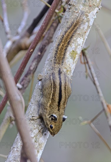 Tamiops macclellandii