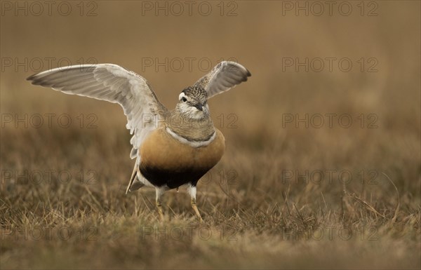 Dotterel Female